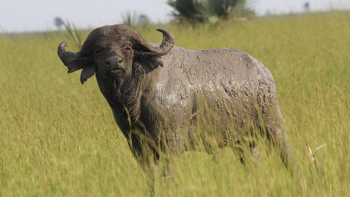 Cape buffalo in Arusha National Park near Arusha town