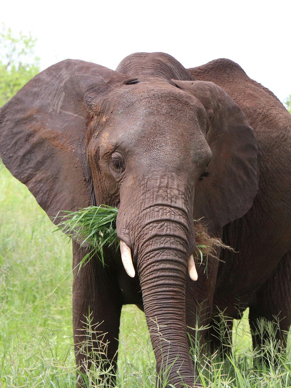 African elephant feeding on lush green grass in Arusha National Park, Tanzania