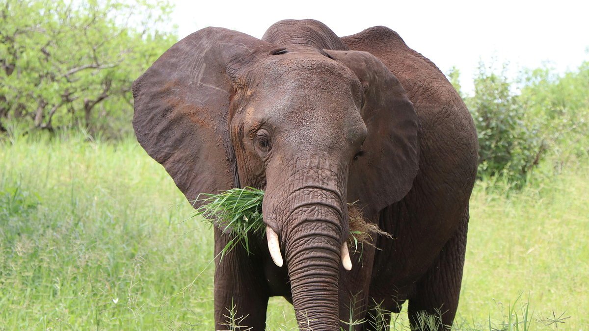 Elephant grazing in Arusha National Park below Mount Meru