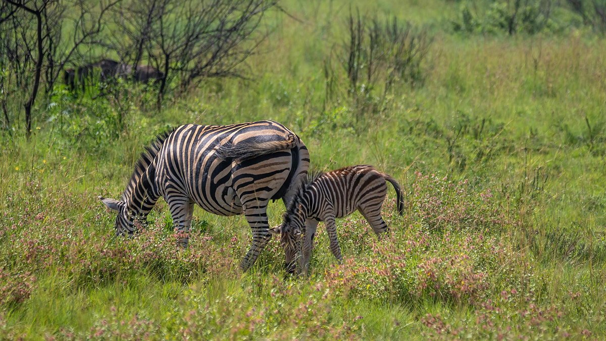 Zebra mare grazing beside her foal in Arusha National Park after the rains