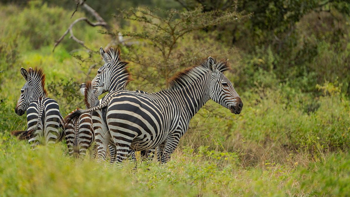 Zebra herd on the plains of Arusha National Park