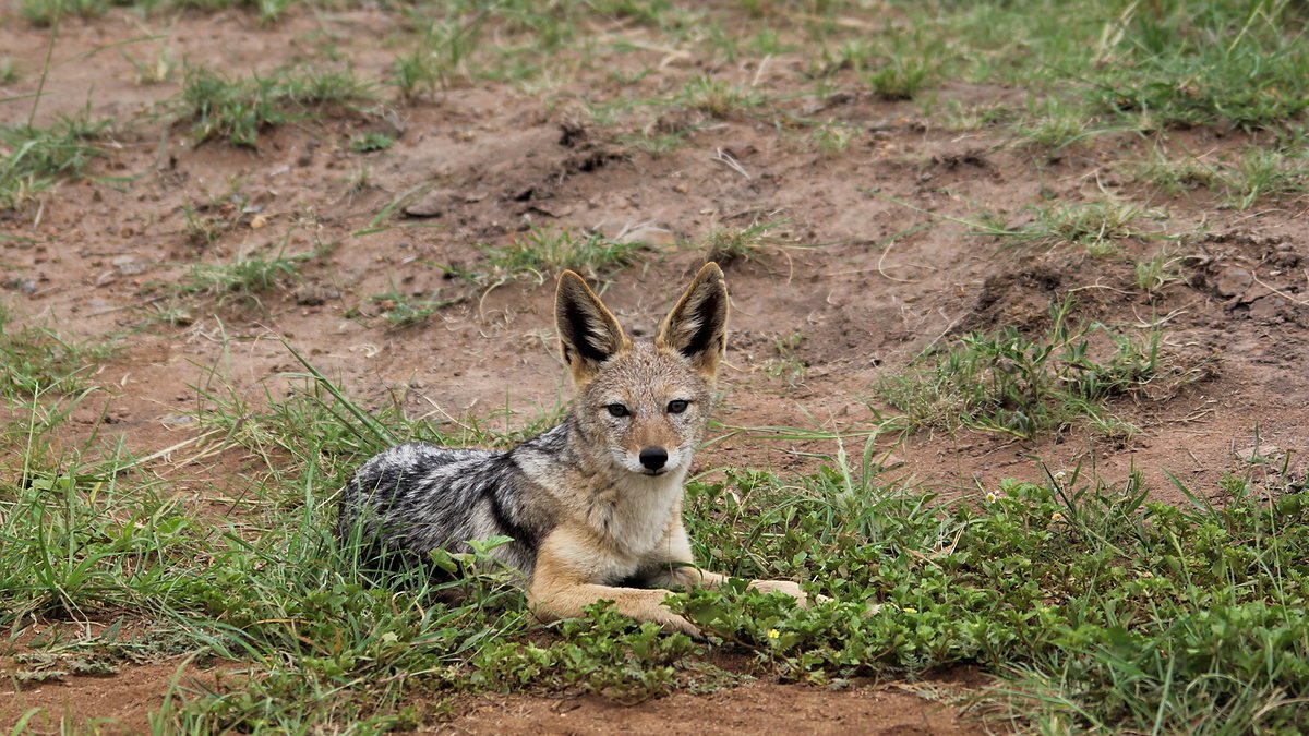 Black backed jackal resting in green grass in the Ngorongoro highlands
