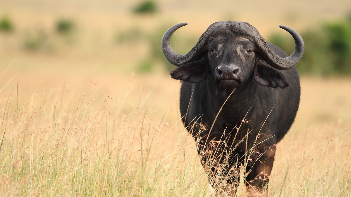 Cape buffalo facing the camera through golden grass in Tarangire
