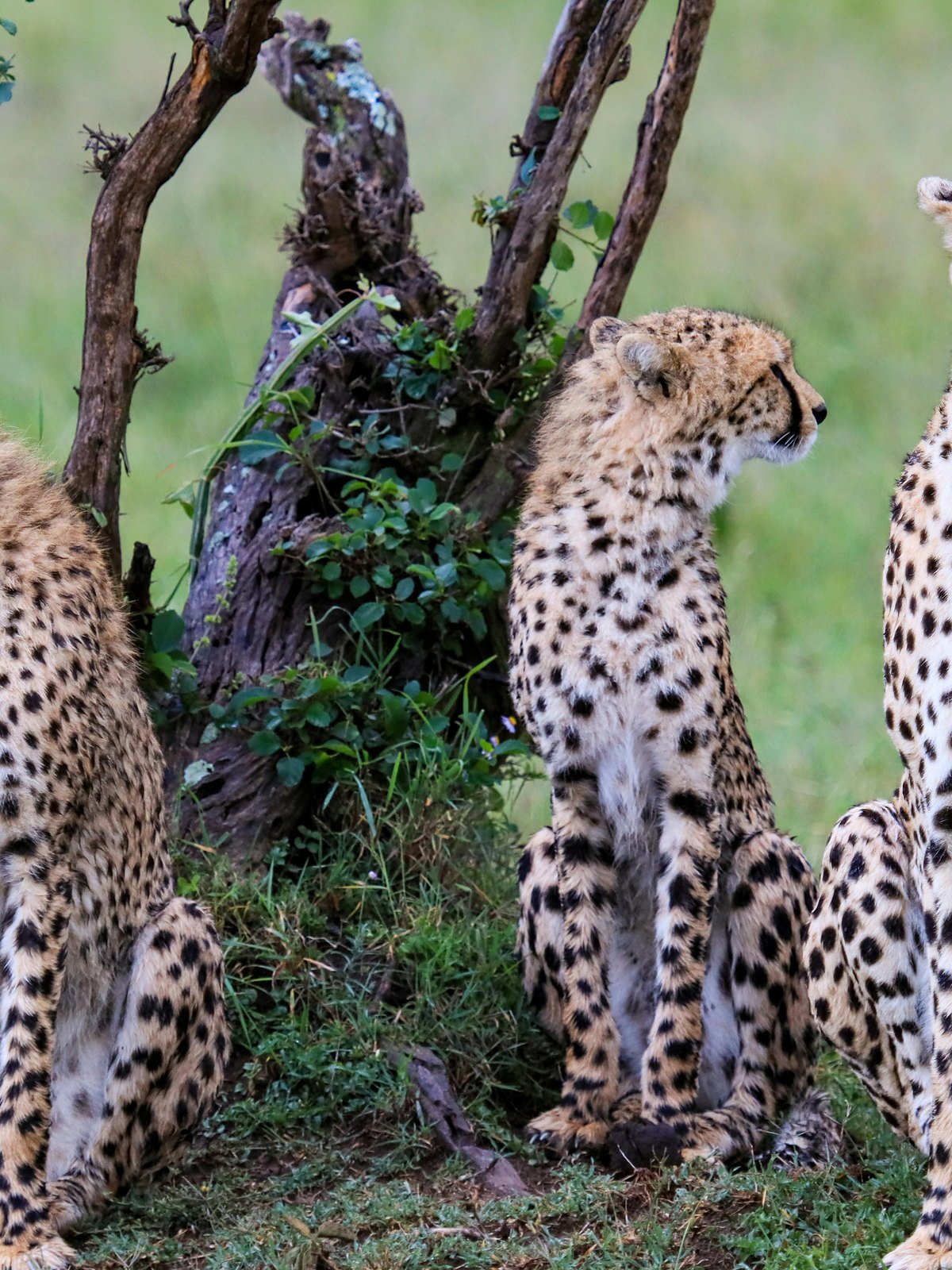 Coalition of three cheetahs beneath a bare tree on the Serengeti
