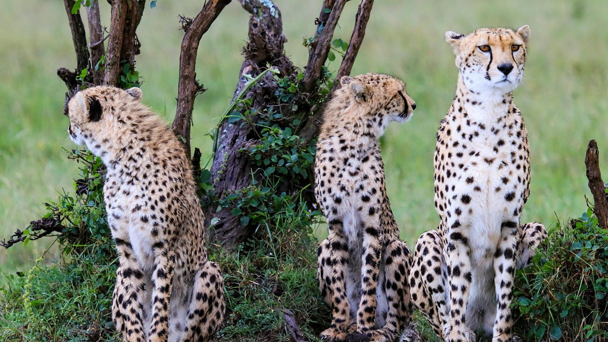 Coalition of three cheetah brothers in the Serengeti