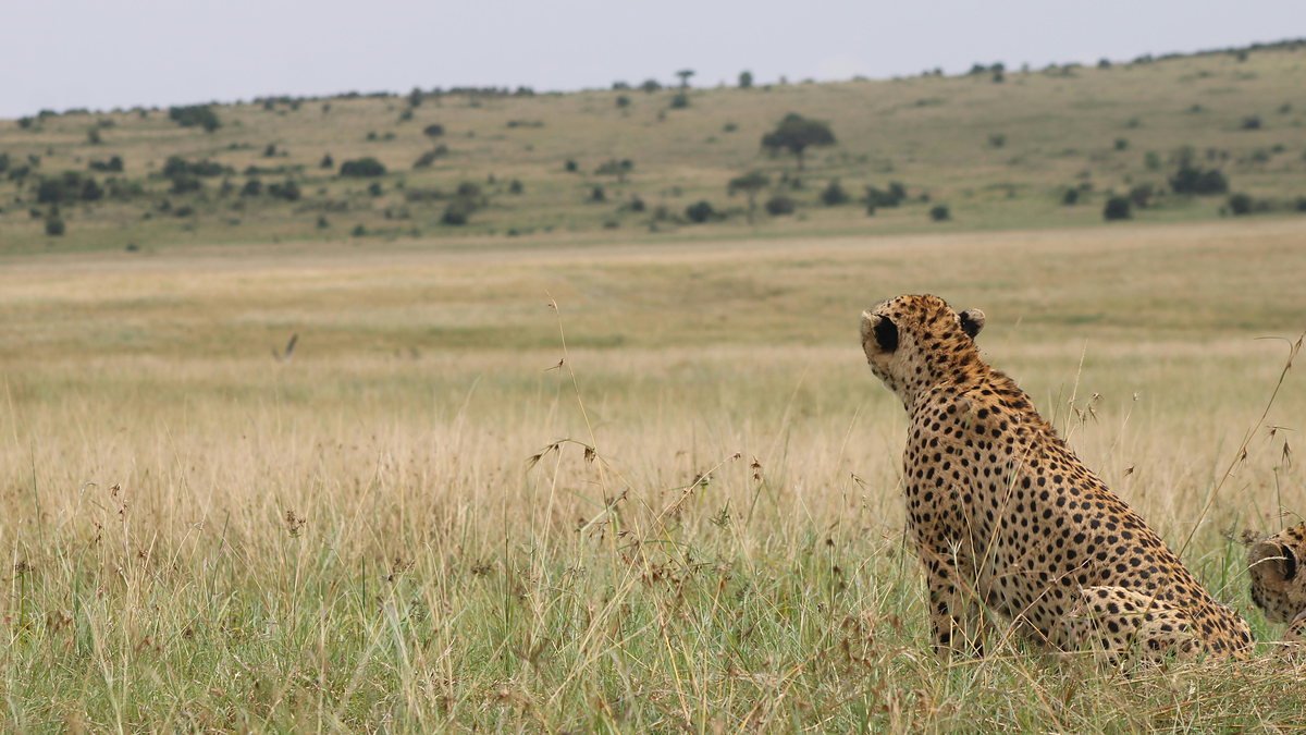 Cheetah sitting alert on the open golden plains of the Serengeti