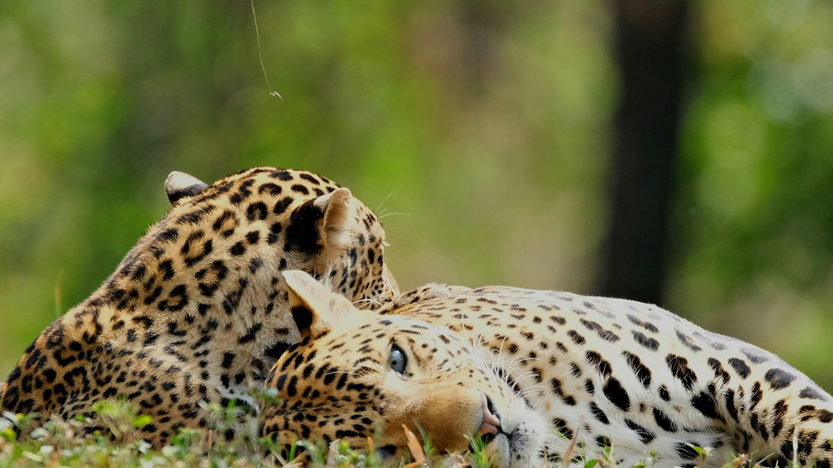 Pair of cheetah resting on a termite mound in the Serengeti