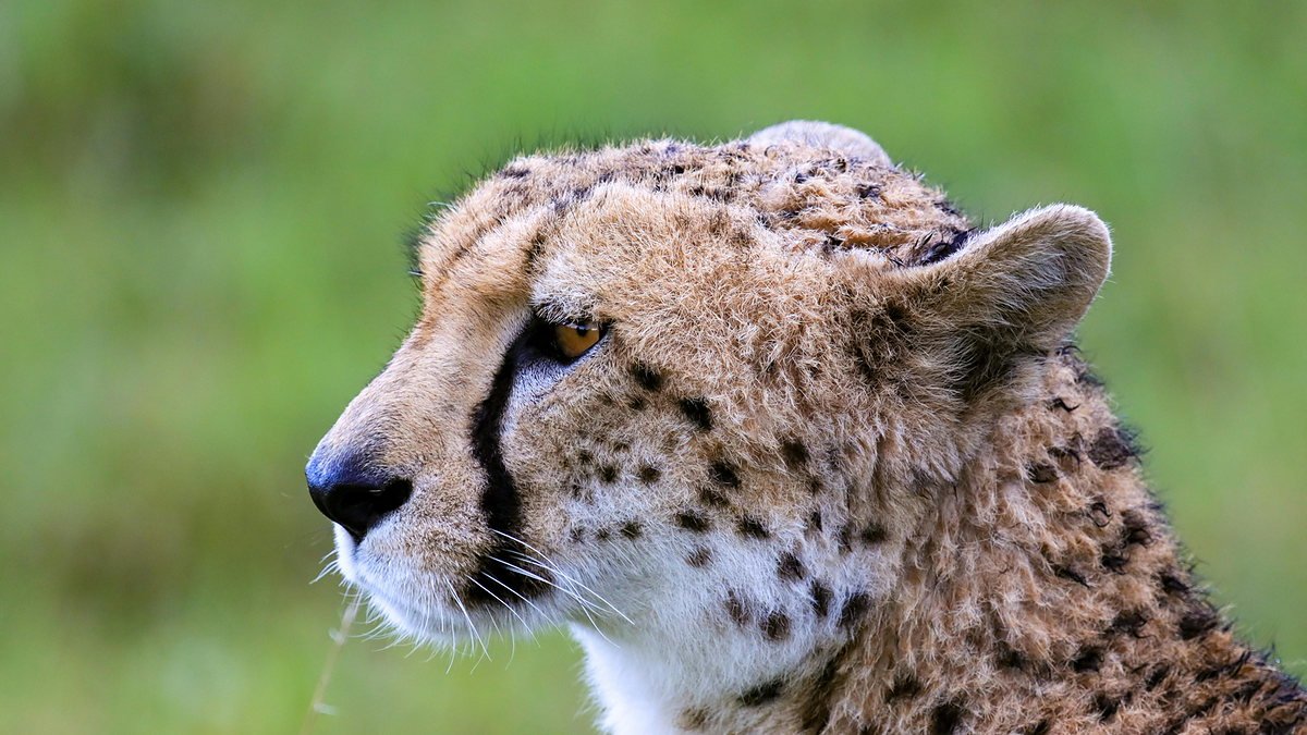 Close portrait of a cheetah in Tarangire National Park