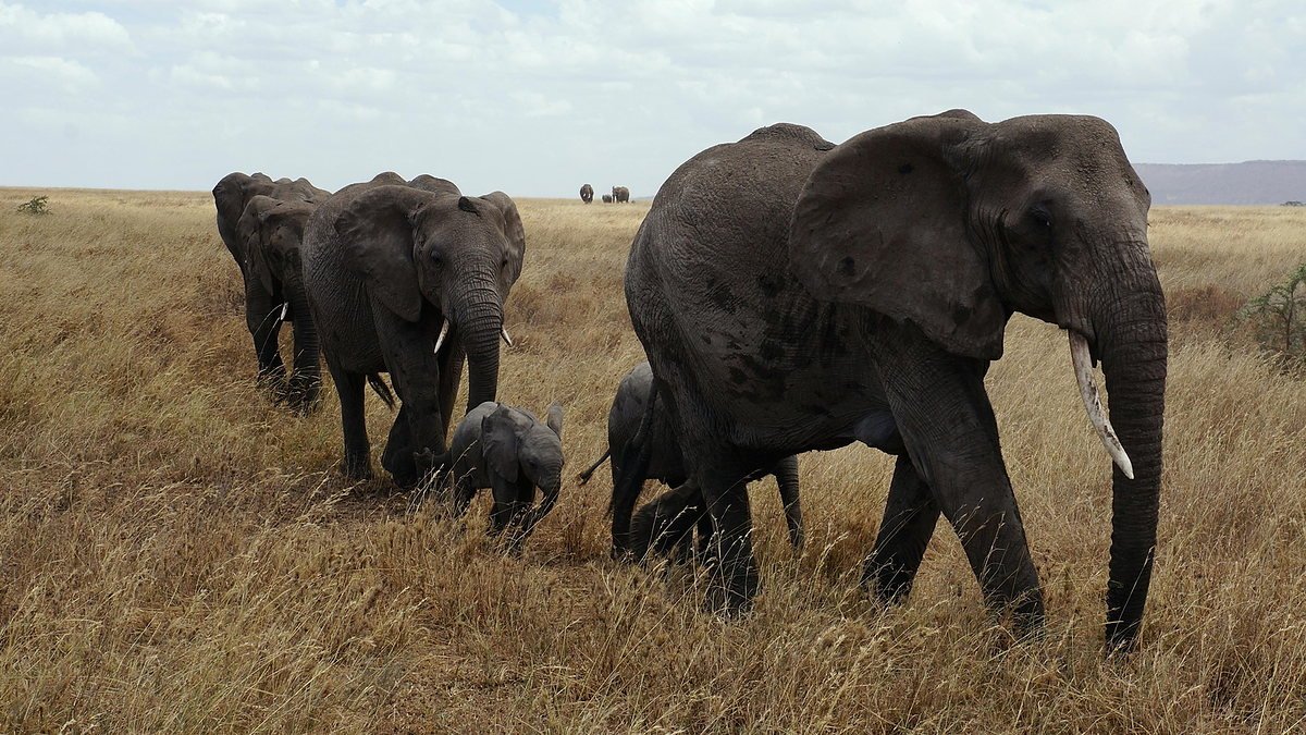 Elephant herd with a calf crossing golden grassland