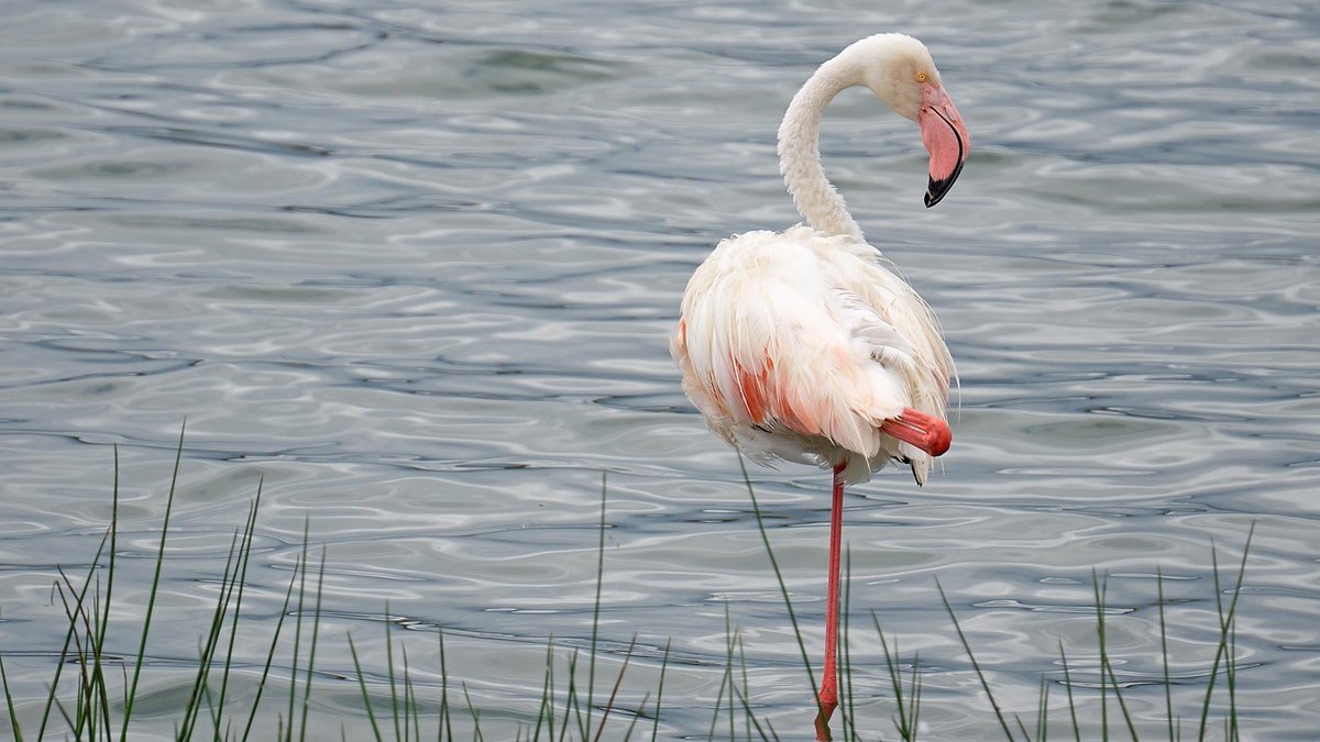 Flamingos wading among the reeds at Lake Manyara