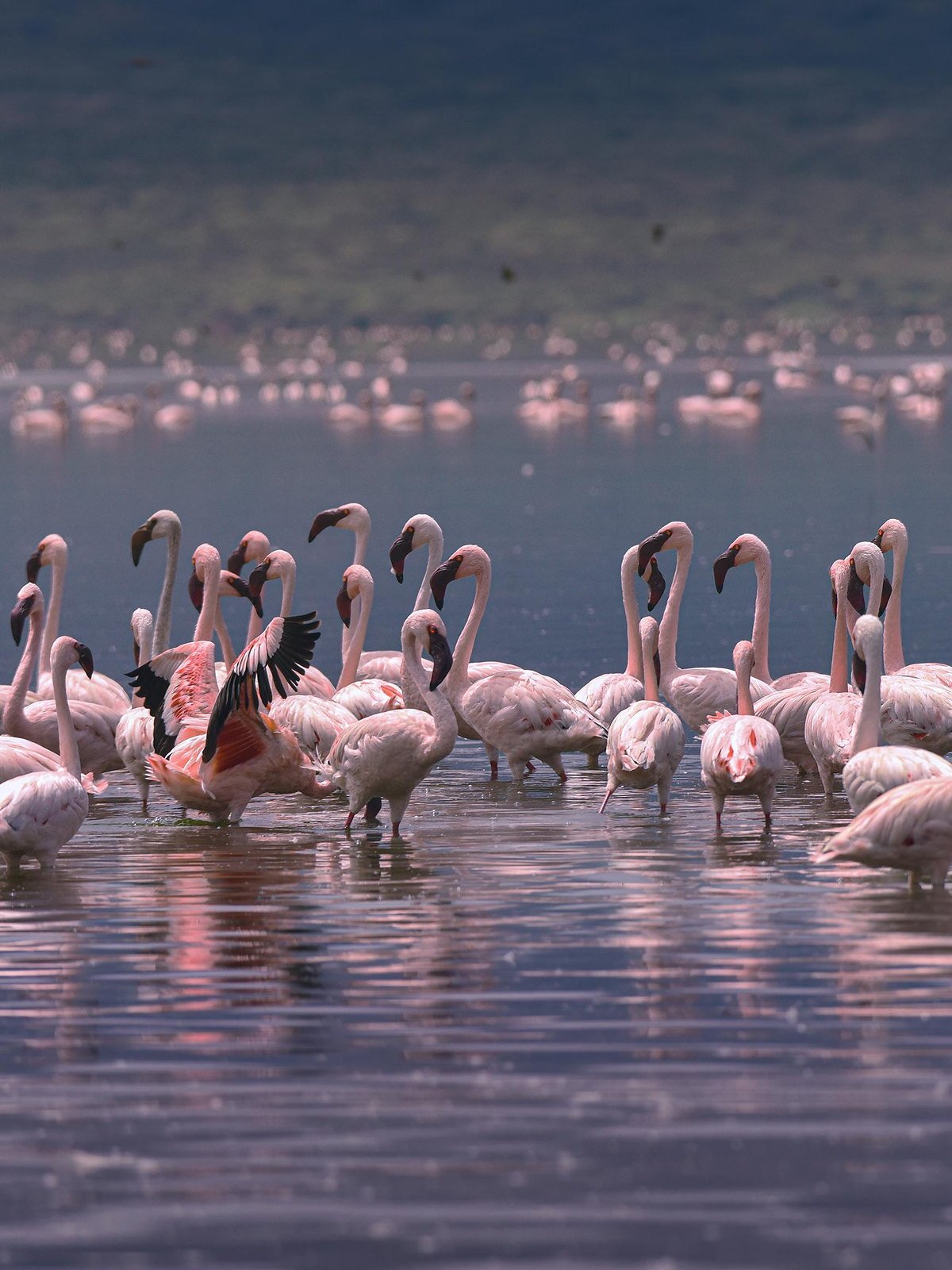 Flock of flamingos feeding across a shallow soda lake at dusk