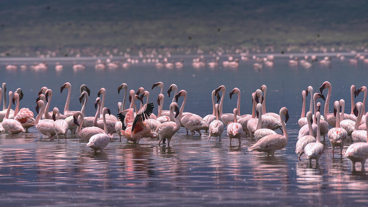 Flamingo flock feeding in the shallows of Lake Manyara