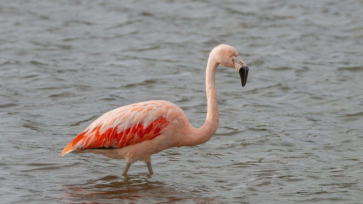 Flamingo wading in the shallow soda water of Lake Manyara