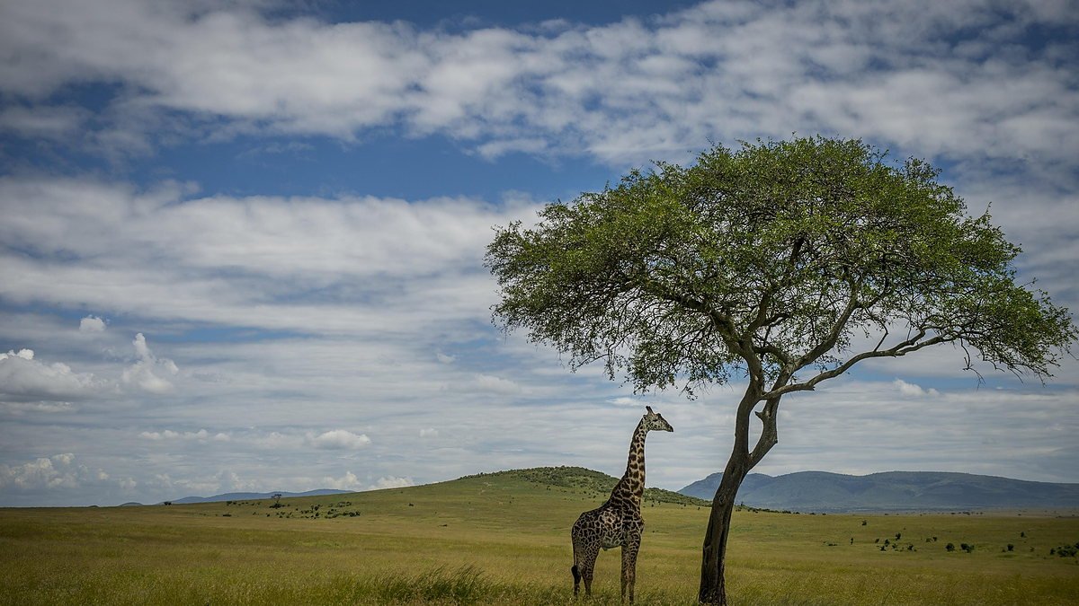 Lone giraffe standing beside a flat topped acacia on the open Tanzanian savannah at first light