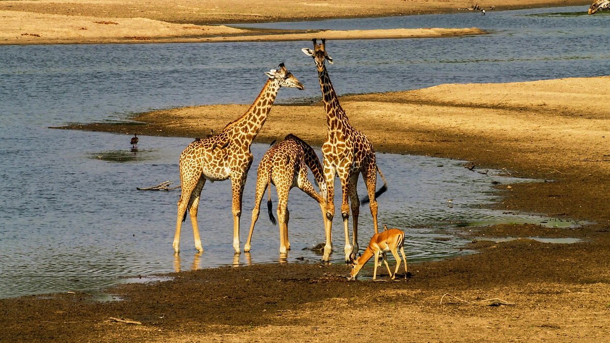 Giraffes drinking with front legs splayed at a waterhole on the Tanzanian savannah