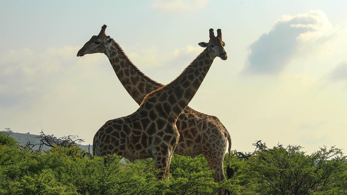 Two giraffes with necks crossed on the savannah