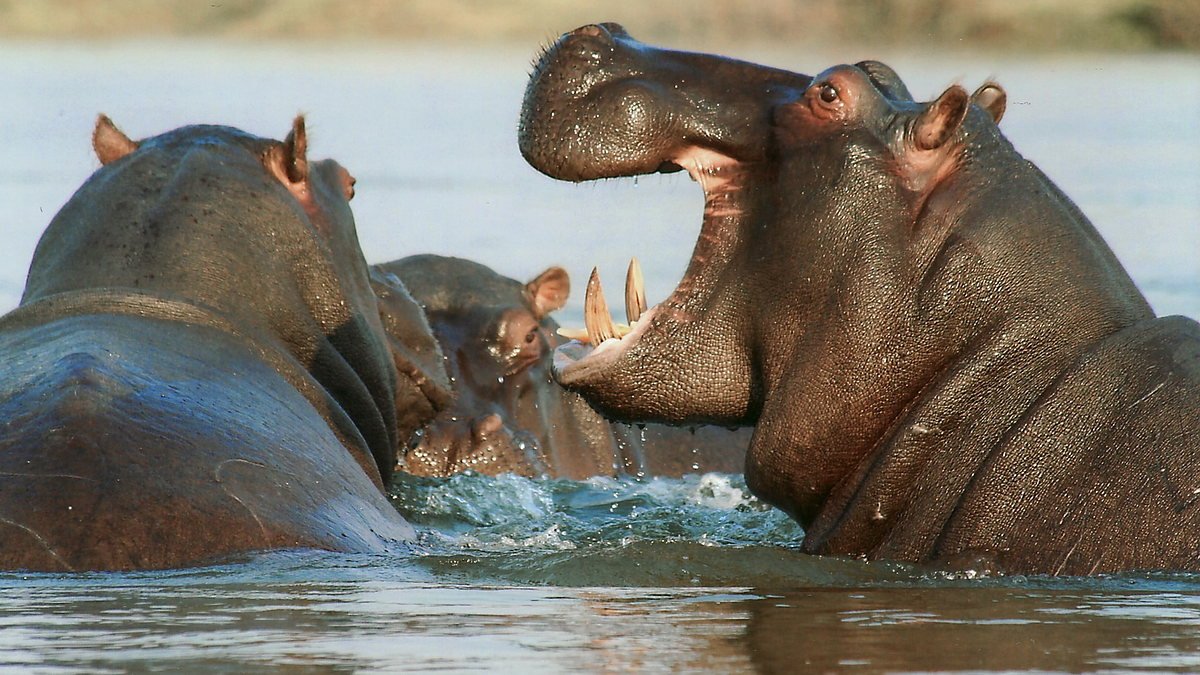 Hippos crowded into a river pool, one with its mouth wide open