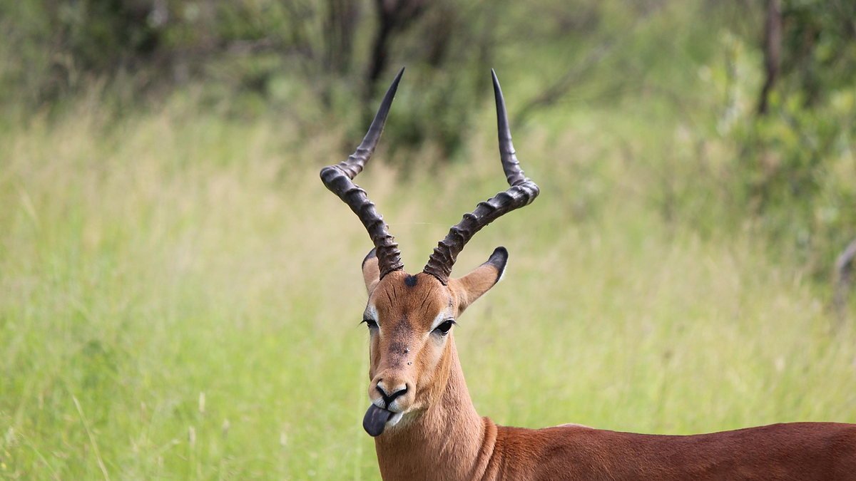 Impala standing alert in green grass in the Ngorongoro highlands