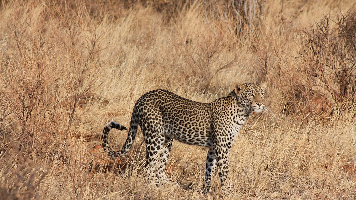 Leopard resting in dry grass in the Serengeti