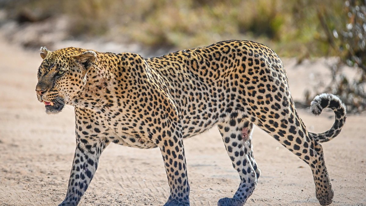 Leopard walking along a sandy track in the Serengeti