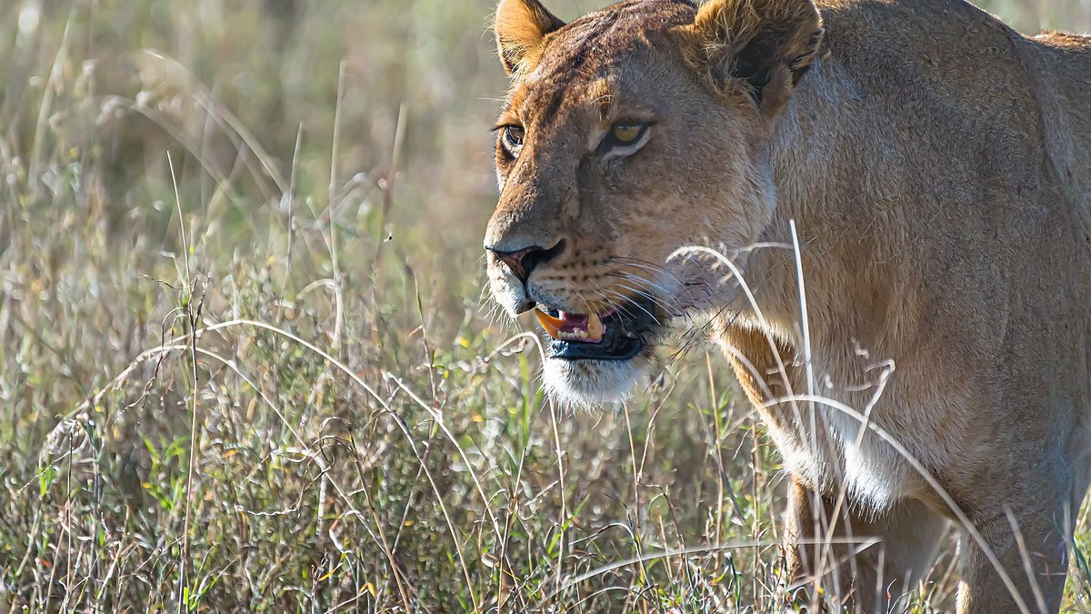 Lioness watching from long grass in the Serengeti