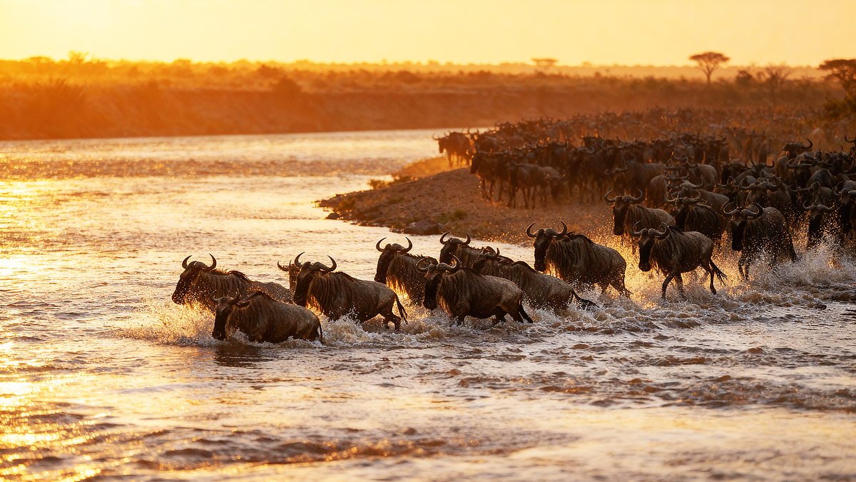 Wildebeest crossing the Mara River during the Great Migration