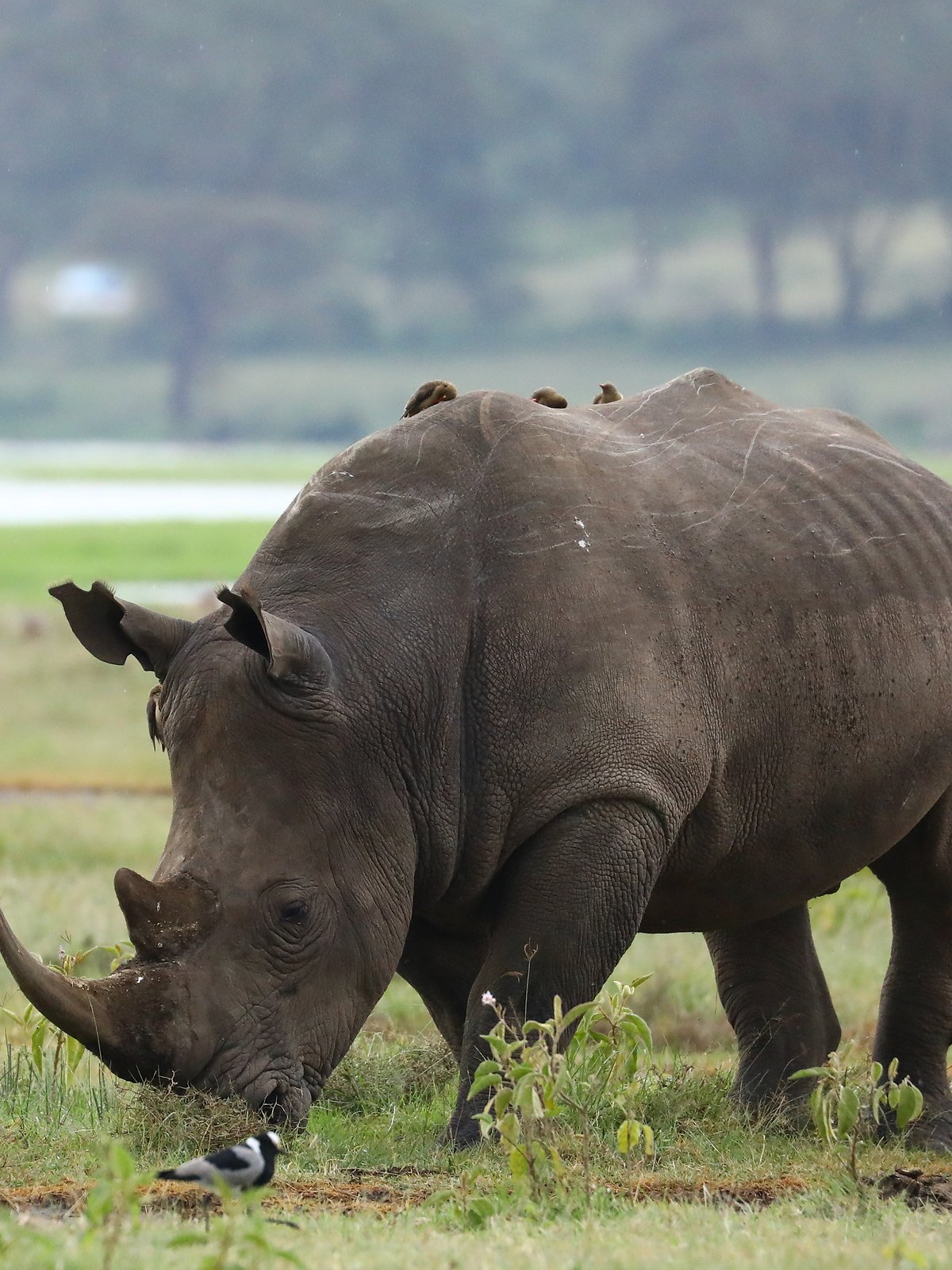 Black rhino grazing on the floor of the Ngorongoro Crater with oxpeckers on its back