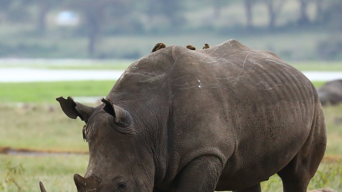 Black rhino on the floor of the Ngorongoro Crater