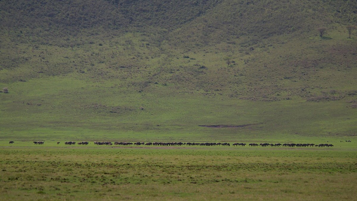 View across the grassland floor of the Ngorongoro Crater
