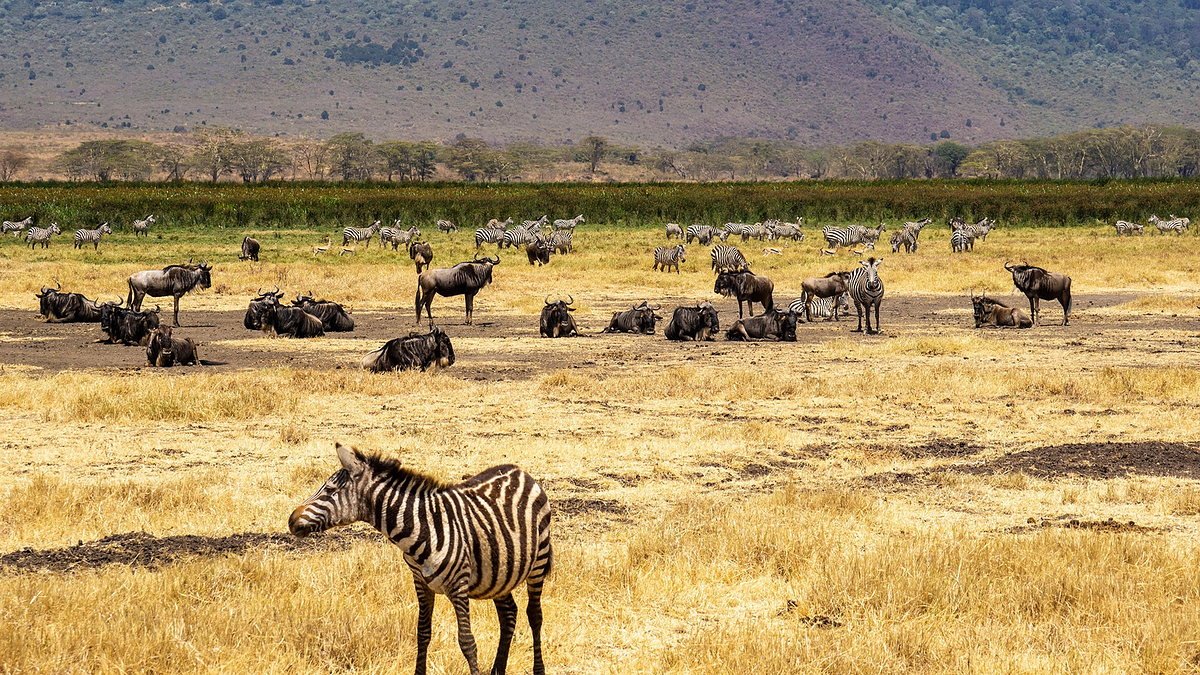 Zebra standing on the Ngorongoro Crater floor with herds spread out behind