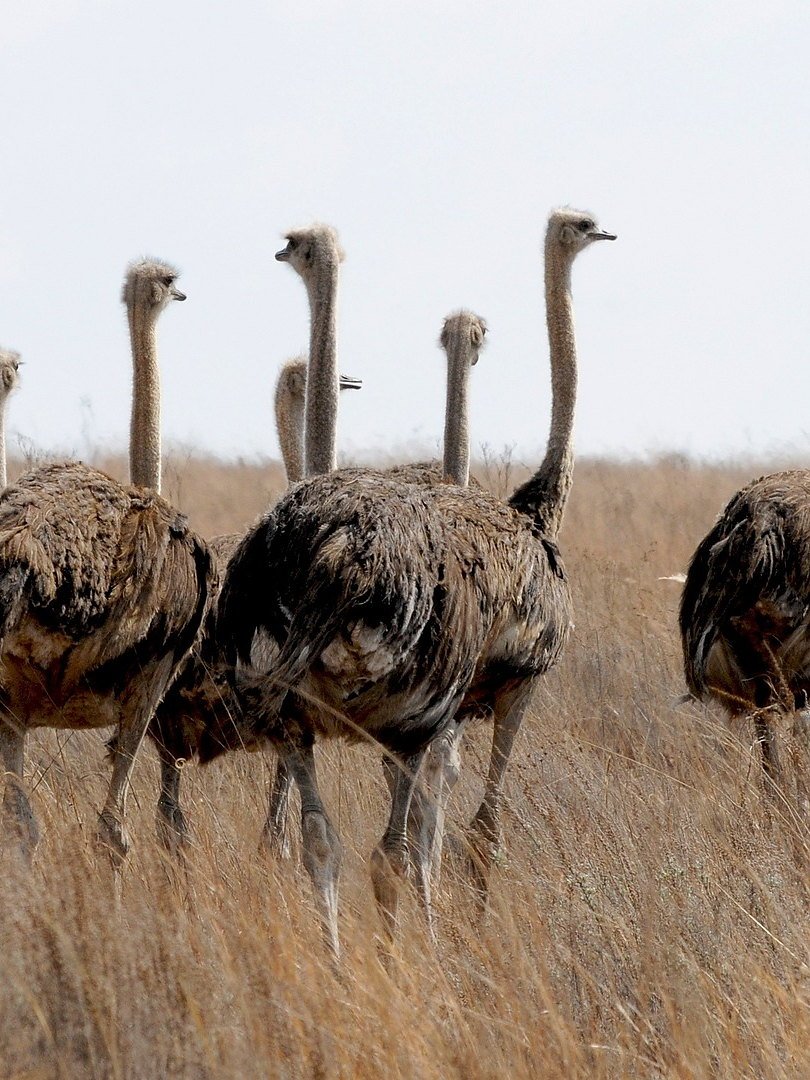 Group of ostriches crossing the golden grass of the Serengeti