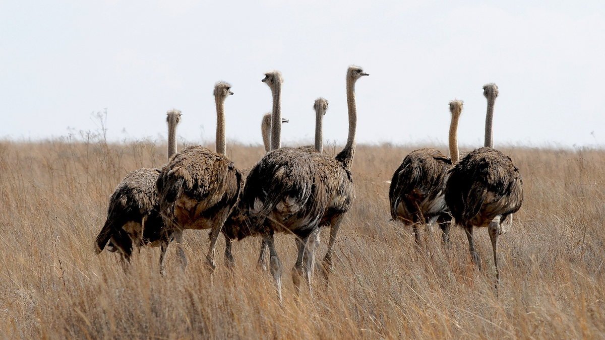 Group of ostriches crossing the golden grass of the Serengeti