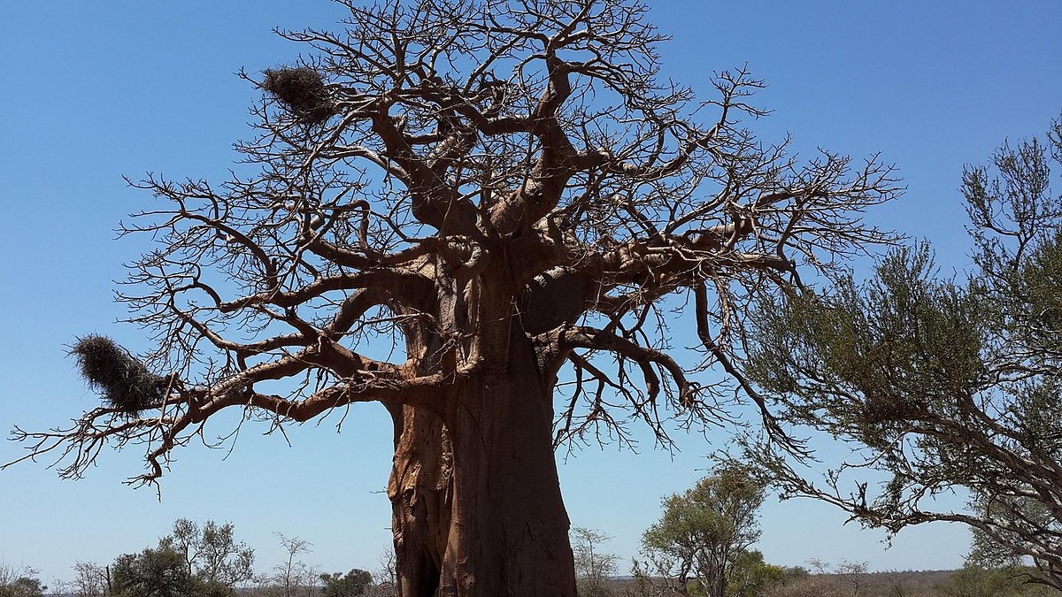 Ancient baobab tree standing over the Tarangire landscape