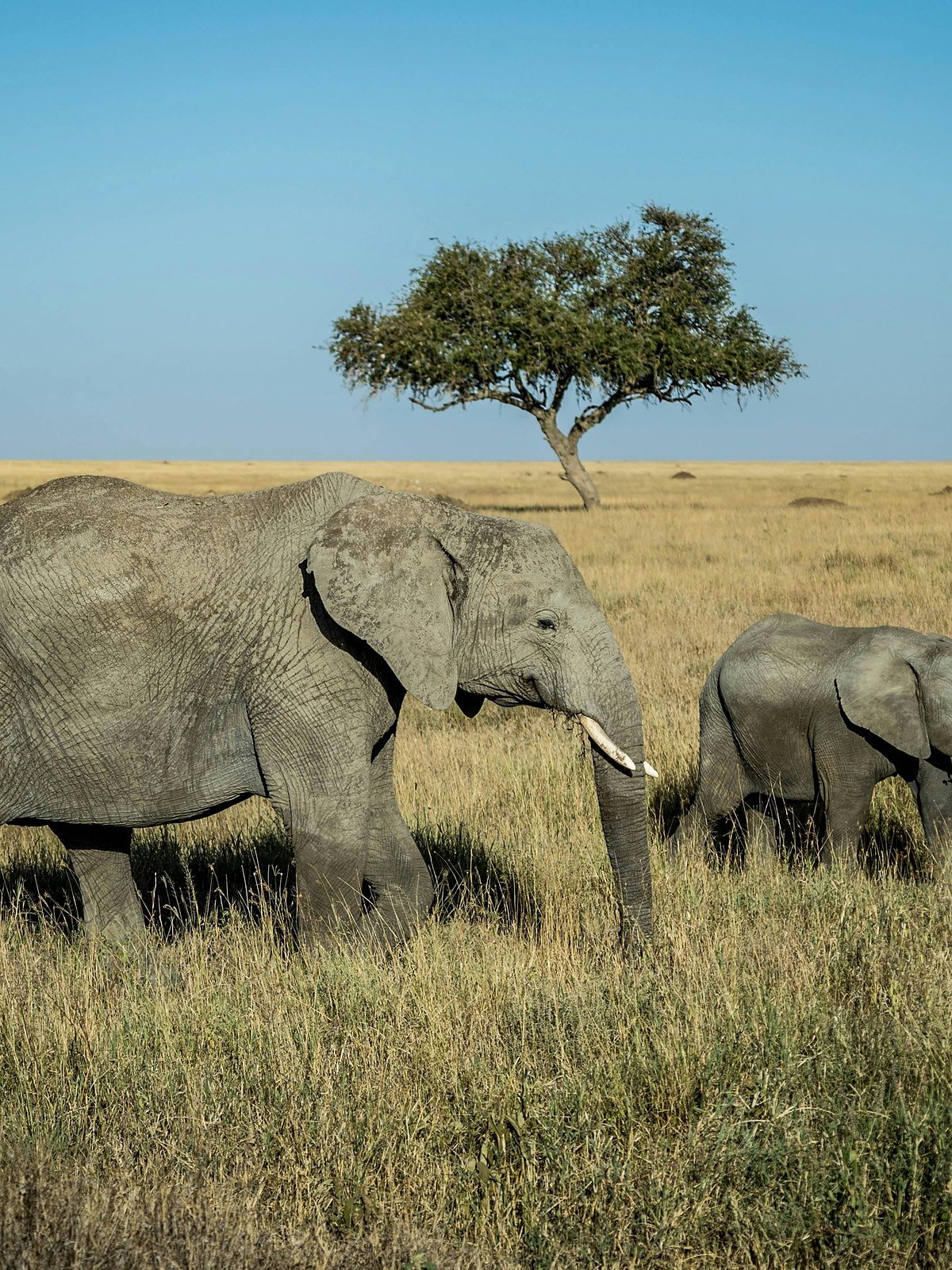 Elephant family walking beneath an acacia tree in Tarangire National Park