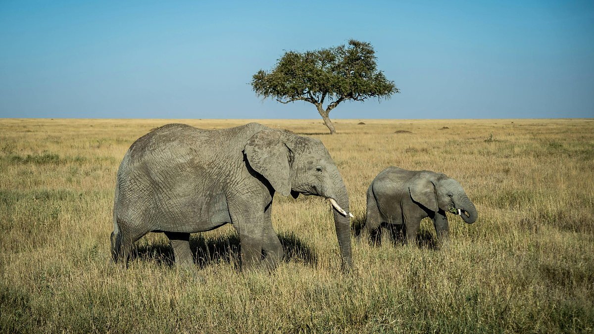 Elephant herd beneath an acacia tree in Tarangire National Park