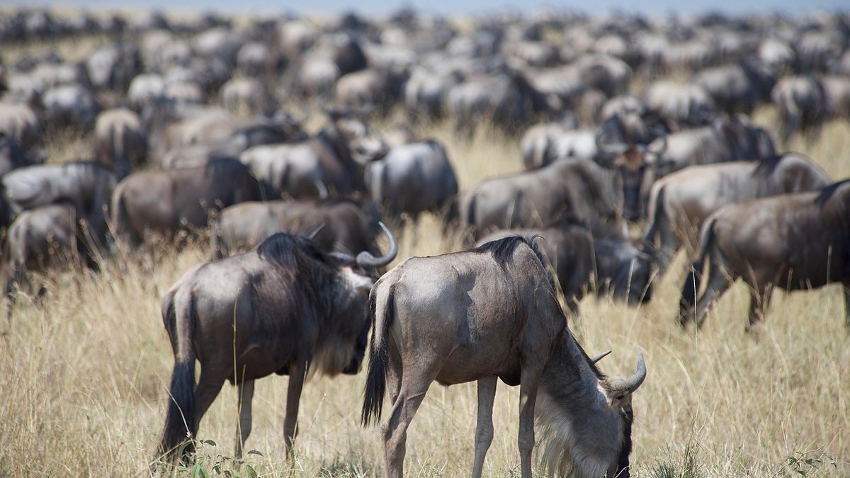 Wildebeest herd grazing across the Serengeti plains