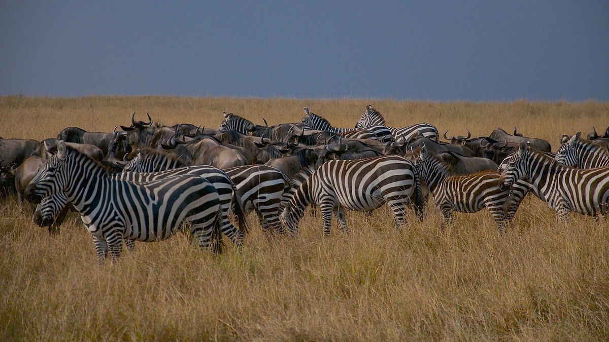 Mixed zebra and wildebeest herd on the Serengeti plains